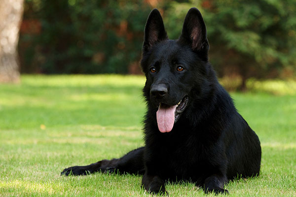 black-dog-breeds