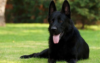 The importance of walking your black dog