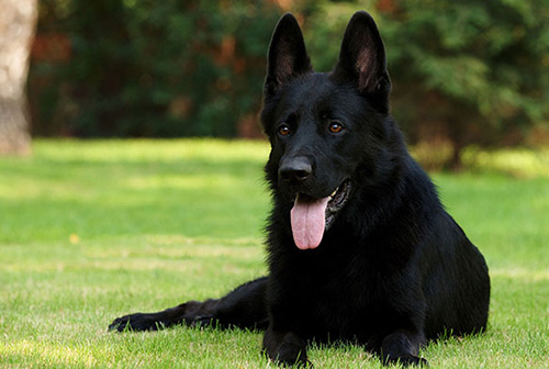 The importance of walking your black dog